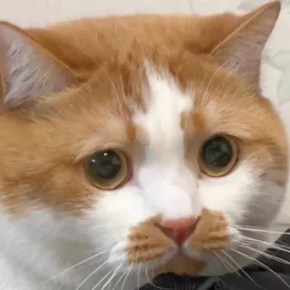 🥺 kat, huisdier, dier, schattig, katachtig, huiskat, zoogdier, portret telegram sticker