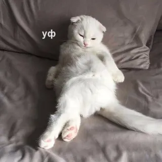 👩 уф kot, śmieszne, mem, zwierzę, biały kot, słodki telegram sticker
