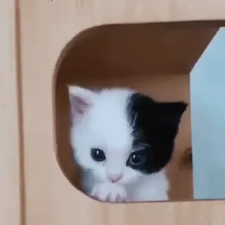 😟 gato, gatinho, fofo, animal, animal de estimação, preto e branco whatsapp sticker