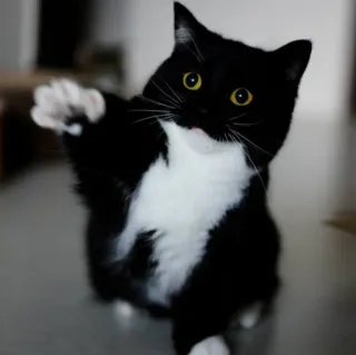 🇦🇷 cat, animal, black and white, pet whatsapp sticker