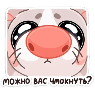 😘 МОЖНО ВАС ЧМОКНУТЬ? cute, animal, cat, sticker, kiss, expression telegram sticker