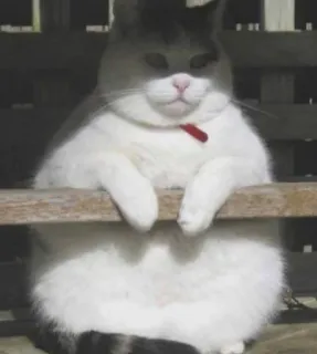 🐱 chat, animal, animal domestique, mammifère, mignon telegram sticker