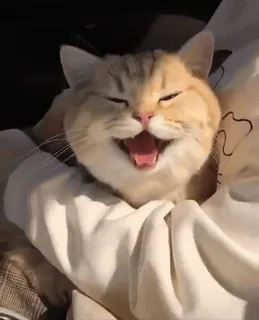 🥰 mèo, động vật, thú cưng, dễ thương, ngáp, vật nuôi telegram sticker