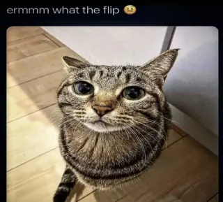 🙀 ermmm what the flip 😑 telegram sticker