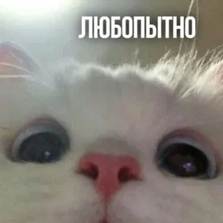👀 ЛЮБОПЫТНО แมว, มีม, ตลก, อยากรู้อยากเห็น, สัตว์, น่ารัก, สัตว์เลี้ยง telegram sticker