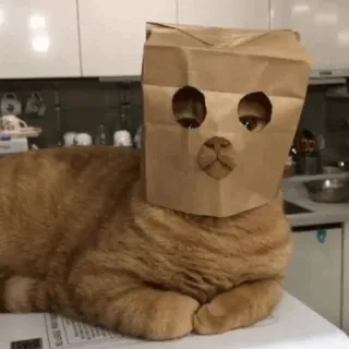 🥷 gatto, sacchetto di carta, divertente, animale, animale domestico, animale domestico telegram sticker