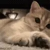 🥺