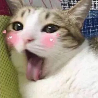 😛 kot, zwierzę, słodki, kawaii, mem, zwierzak, zwierzę domowe, ssak telegram sticker
