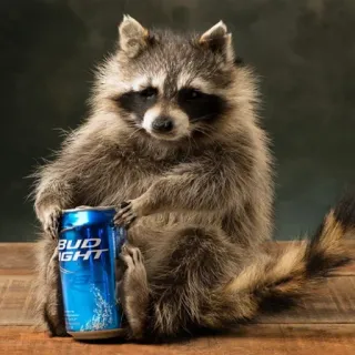 🍺 mapache, animal, cerveza, Bud Light, lindo telegram sticker