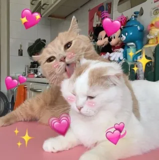 💖 gatti, cuori, amore, carino, animali, animali domestici, affettuoso telegram sticker