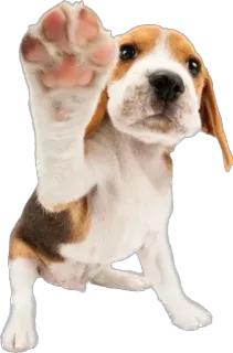 🖐 หมา, ลูกหมา, บีเกิล, อุ้งเท้า, สัตว์, น่ารัก, สัตว์เลี้ยง telegram sticker