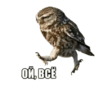 🐦 ОЙ, ВСЁ owl, bird, meme, sarcastic, dismissive, annoyed, walking, russian whatsapp sticker