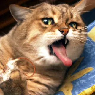 🥴 gatto, animale, divertente, lingua, carino, animale domestico, domestico telegram sticker