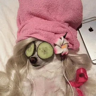 💆♀️ perro, spa, pepino, relajación, divertido, lindo, consentido, toalla, flor whatsapp sticker