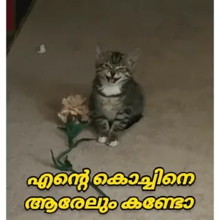 🤓 എന്റെ കൊച്ചിനെ ആരെലും കണ്ടോ cat, flower, animal, kitten, pet telegram sticker