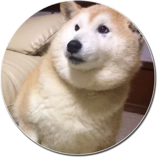 😐 chien, shiba inu, animal, animal de compagnie, mignon, mème whatsapp sticker