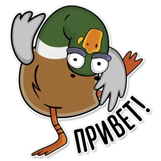 😊 ПРИВЕТ! kaczka, kreskówka, pozdrowienie, ptak, śmieszne, zwierzę telegram sticker