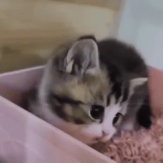 😦 cat, kitten, cute, pet, animal, box whatsapp sticker