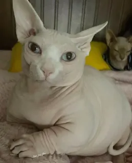 👑 gato, sphynx, animal de estimação, sem pelo, animal telegram sticker