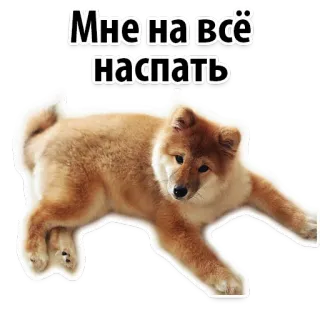 😁 Мне на всё
Насрать 개, 동물, 웃긴, 텍스트 telegram sticker