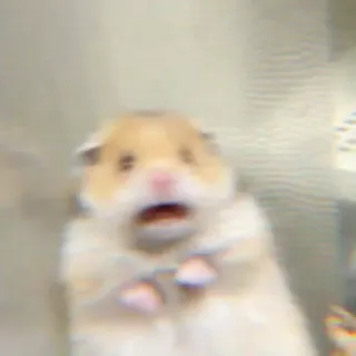✨ Hamster, verängstigt, Tier, Nagetier, süß, geschockt whatsapp sticker