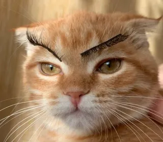 🤨 gato, cejas, gracioso, mascota, animal, meme telegram sticker