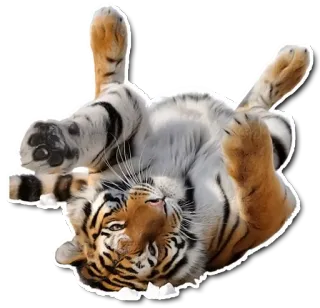 😙 tiger, animal, mammal, cat, wildlife, striped telegram sticker
