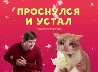 🌟 ПРОСНУЛСЯ И УСТАЛ mème russe, chat, fatigué, mème, réveil, drôle, chat triste telegram sticker