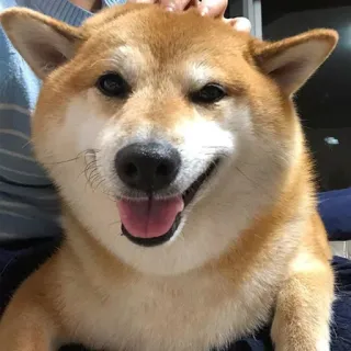 eMeDogsV2 telegram stickers