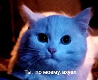 🗿 Ты, по моему, ахуел cat, funny, meme, russian, sticker whatsapp sticker