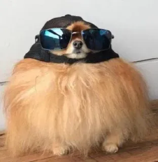 😎 dog, sunglasses, pet, animal, cute, fluffy telegram sticker