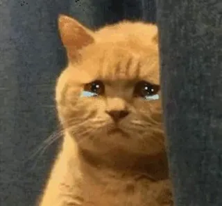 🥲 Katze, weinen, traurig, Kätzchen, Tier, Meme telegram sticker