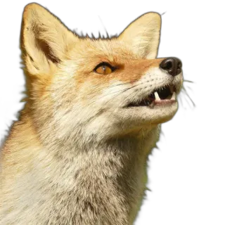 🙅‍♂️ fox, animal, wildlife, nature, portrait, mammal, head, canine telegram sticker