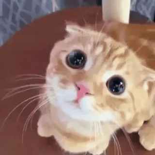 😩 gato, animal, animal de estimação, fofo, gatinho, felino, gato doméstico telegram sticker