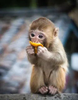🐒 singe, bébé singe, animal, mignon, faune, manger telegram sticker