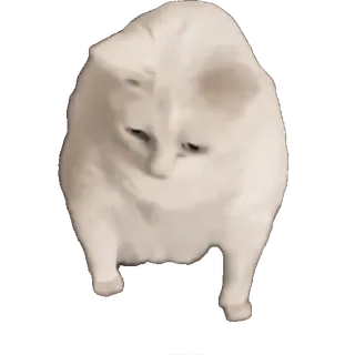 🤢 кот, животное, питомец, белый кот, милый, домашнее животное whatsapp sticker