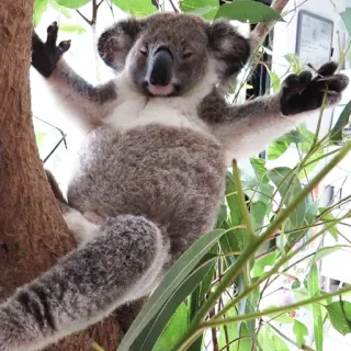 🐨 koala, animal, wildlife, nature, australia, tree, mammal, cute telegram sticker
