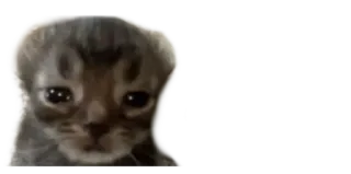 ☹️ cat, kitten, cute, animal, sad, emotional telegram sticker