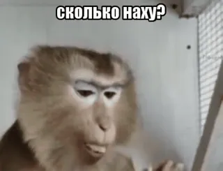 😳 СКОЛЬКО НАХУ? 원숭이, 불쾌한, 러시아어, 욕설 telegram sticker