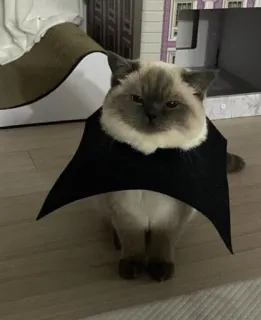 🦇 Katze, Batman, Haustier, Tier, süß, Kostüm telegram sticker