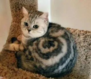 😐 gatto, animale, animale domestico, carino, gatto domestico, felino, mammifero telegram sticker