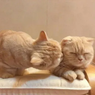 🐈 Katze, Katzen, Tier, Kätzchen, süß, Haustiere telegram sticker