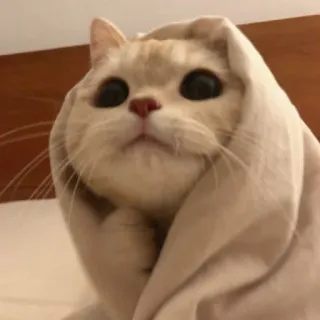 🥺 chat, capuche, mignon, animal, animal de compagnie telegram sticker