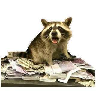 💰 Waschbär, Geld, Euro, Bargeld, Tier, Reichtum telegram sticker