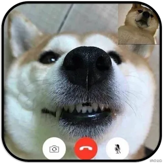 😄 dog, shiba inu, animal, meme, internet telegram sticker