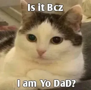 👀 Is it Bcz
I am Yo DaD? cat, meme, funny, humor, pet whatsapp sticker