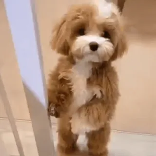 🐾 cachorro, filhote, fofo, animal de estimação, animal, Cavapoo telegram sticker