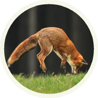😑 vos, dier, wildlife, natuur, gras telegram sticker