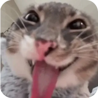 🐱 gatto, animale, divertente, meme, lingua telegram sticker