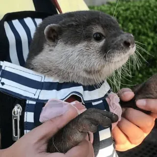 🥺 loutre, animal, mignon, animal de compagnie, mammifère, loutre de mer telegram sticker
